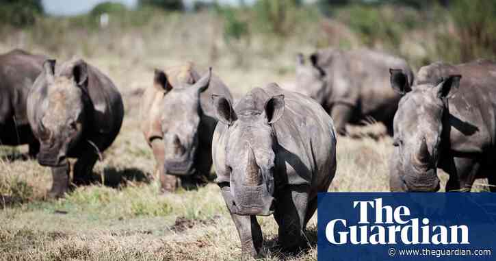 Rhino numbers rebound as global figures reveal  a win for conservation