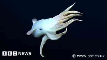 Rare 'Dumbo' octopus filmed on deep sea live stream