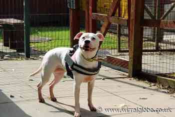 Wirral Globe dog of the week: Could Chelsea be for you?