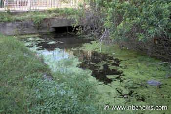 13-foot alligator spotted with human remains in its mouth in Florida canal