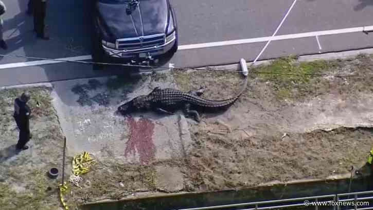Florida alligator spotted with 'body in his mouth'
