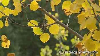 VOTE NOW: Do you go leaf peeping?