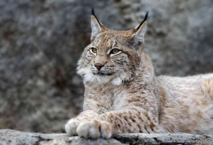 Thunder Bay Weather: A Mix of Sun and Cloud