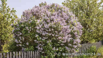 Flieder schneiden im Herbst: Eine Schritt-für-Schritt-Anleitung