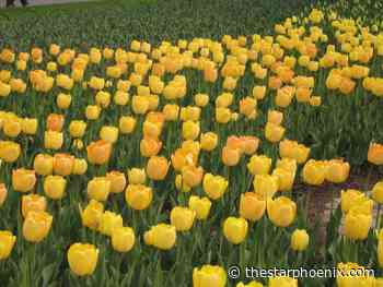 Darwin tulips are a great way to brighten your Saskatchewan garden