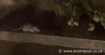 Residents scared to leave their homes because of rat infestation