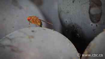 Those annoying little fruit flies are heading indoors at this time of year