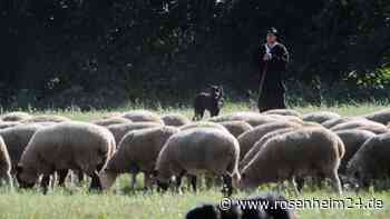 Wettstreit der Schäfer - „Hauptsache nicht letzter werden“