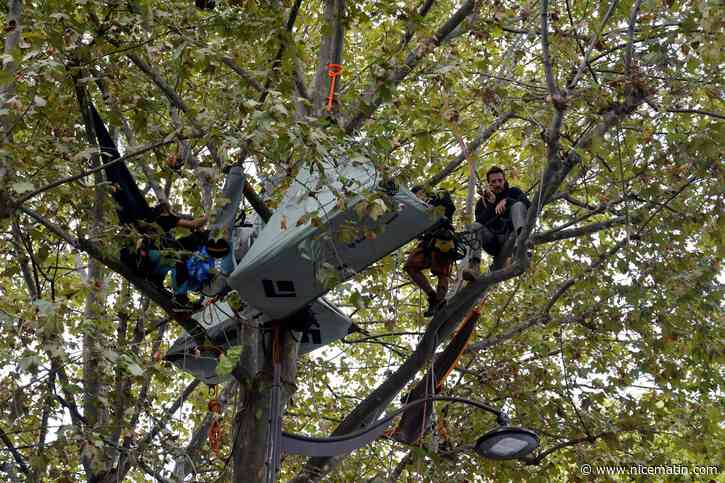 Autoroute Toulouse-Castres: l'opposant Thomas Brail a été délogé de son arbre face au ministère de la Transition écologique