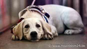 Tarifdschungel bei Hunden: Darf der Vierbeiner beim Deutschlandticket kostenlos mitfahren?