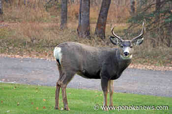 B.C. mule deer stressed by wildfire, but still much to learn about impacts