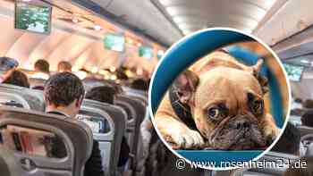 Hund in Flugzeug hat Blähungen: Paar beschwert sich bei Airline – und bekommt Recht