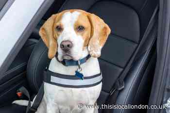 Driving with a dog in your car could land you £5,000 fine