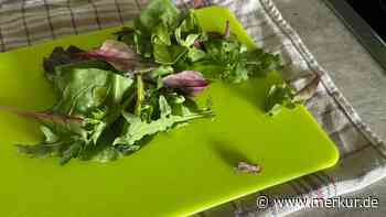 „Mmmmhhhh… verdammt lecker“: Rewe-Kunde teilt Bild von ungewollter „Fleischbeilage“ im Salat 