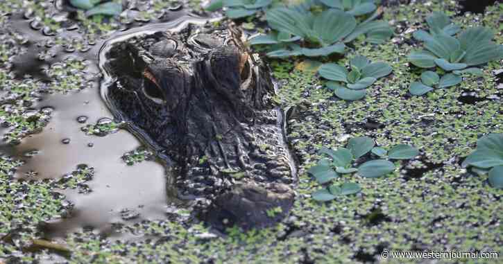 State Officials Seen Loading Up Massive Beast After Dead Body Is Found in Water, Residents Shocked