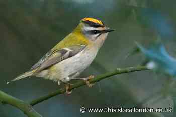 Wild Things: Searching for the tiny firecrest