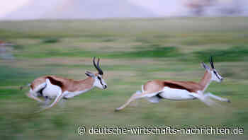 Startups: Wenn die Gazelle das Rennen verliert