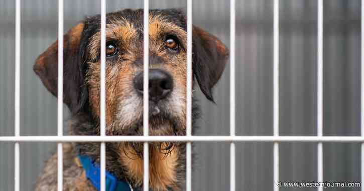 Severely Abused Dogs Found on Woman's Property - It Gets Much Worse When Authorities Open the Freezer
