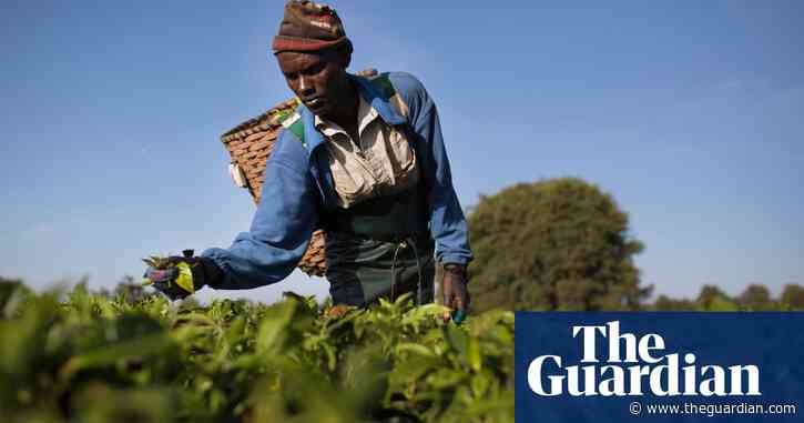 Unilever to make payments to Kenyan tea pickers over 2007 plantation attacks