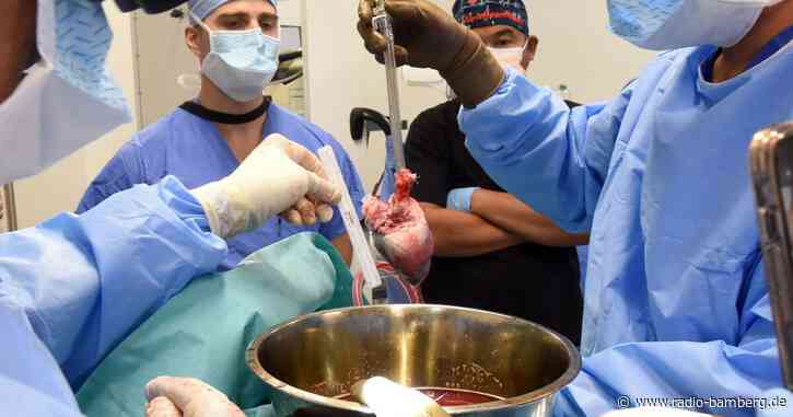 Zweitem Patienten in den USA Schweineherz eingepflanzt
