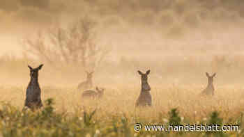 Kindergeldanspruch: Auslandsstudium: So haben Sie weiter Anspruch auf Kindergeld