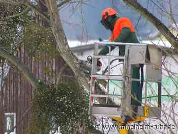Baumschnittarbeiten im Bereich des Rottweg und der Tannenstraße
