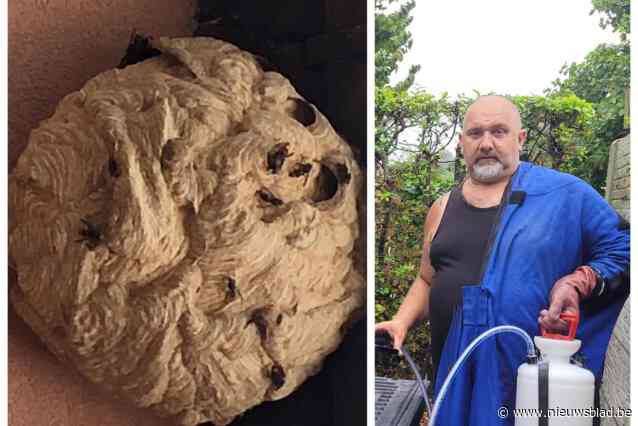 Ongediertebestrijder Kurt (51) is in 23 jaar tijd al 215 keer gestoken: “Maar ik blijf ervoor gaan, het is nodig, er zijn steeds meer nesten van de Aziatische hoornaar”