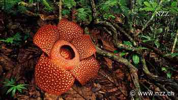 Sorge um einen Stinker: Grösste Blume der Welt droht auszusterben