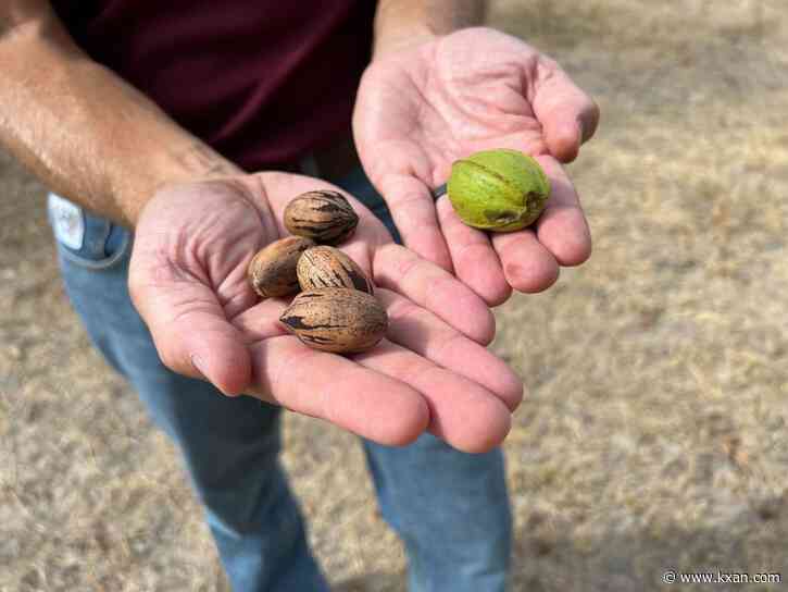 'Production is going to be significantly lower'; Texas pecan farmer worries about heat, drought, prices