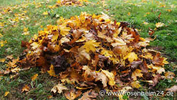Winterquartiere für Igel & Co: Sechs geeignete Verstecke im Garten