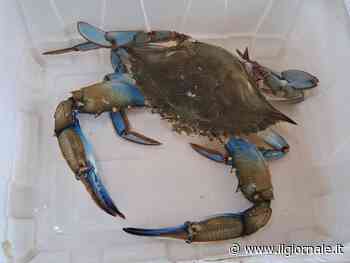 Biogas e asfalto: ecco i trucchi per smaltire il granchio blu