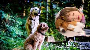 Zweijährige verschwindet mit ihren Hunden – Freund der Familie findet sie schlafend im Wald