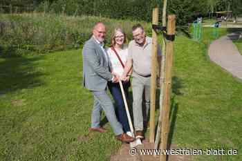 Neue Bäume gepflanzt: Ginkgo-Allee im Kurpark Nieheim wächst