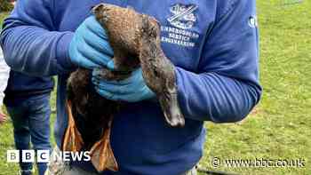 Isle of Wight: Duck stuck in drain pipe 'doing well' after rescue