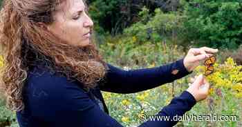 Huntley woman raises butterflies to release into the wild