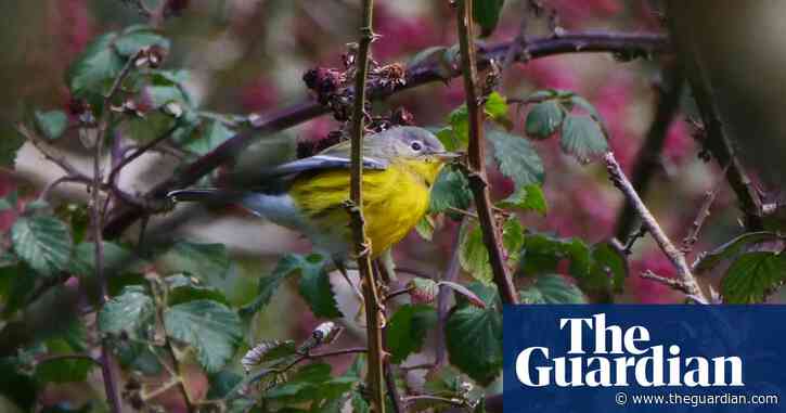 ‘In total shock’: birdwatchers amazed as ‘uber-rare’ American birds land in UK