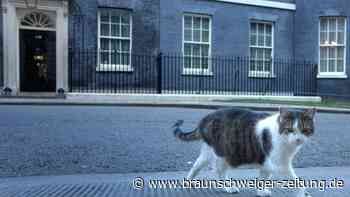 Downing Street dementiert Gerüchte über Kater Larry
