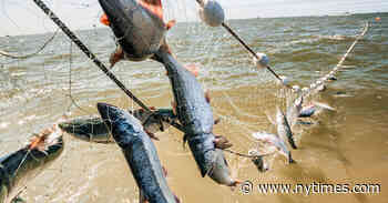 The World’s Largest Salmon Fishery Is in Danger