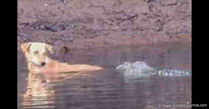 Young Pup Being Chased by Feral Dogs Jumps in River - All Hope Looks Lost as Three Crocs Approach, Then They Make an Unexpected Move