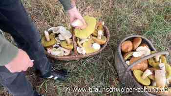 Deutsche Wälder leer: Fällt ohne Regen die Pilzsaison aus?