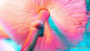 Kleine Dosen an LSD und Co. führen angeblich dazu, dass man besser denken kann. «Das glaube ich nicht», sagt der Pharmakologe Matthias Liechti zum microdosing.