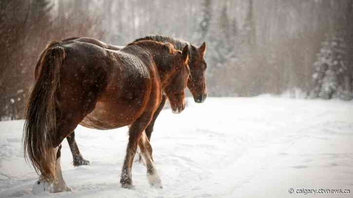New Alberta wild horse management plan aims to encourage sustainability of animals, ecosystems