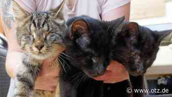 Drei kleinen Kätzchen wurden Augen entfernt