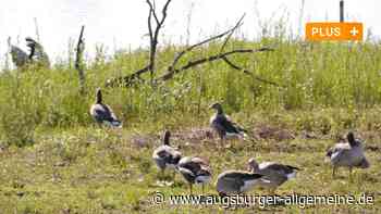 Naturschutzverbände verurteilen Gänsejagd am Plessenteich "aufs Schärfste"
