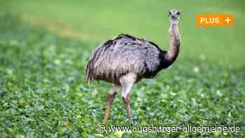 Warum musste der Nandu getötet werden? So erklärt die Polizei ihr Vorgehen