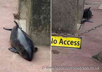 Porpoise found by dog walker washed up on Blackpool beach
