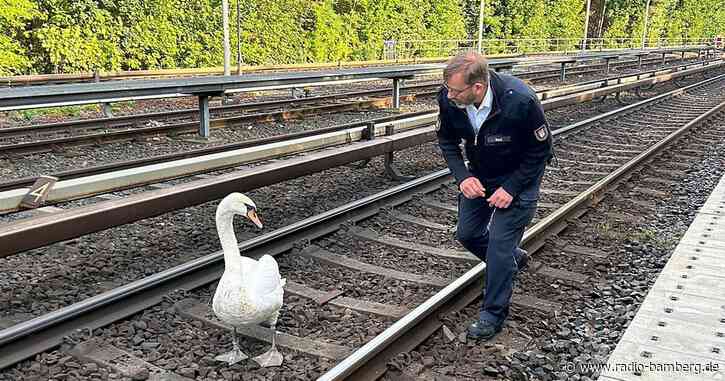 Schwan legt Hamburger U-Bahnlinie lahm: Schwanenvater rettet