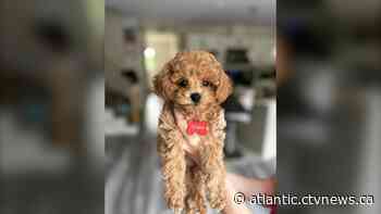 ‘Everybody's pretty scared right now’: Pit bull seized after two fatal dog attacks in Bedford