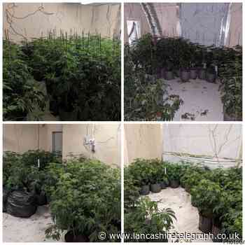 More than 200 cannabis plants seized from Chorley farm
