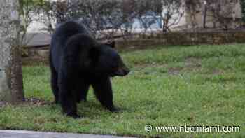 Florida Sherriff urges action by State amid uptick in bear encounters